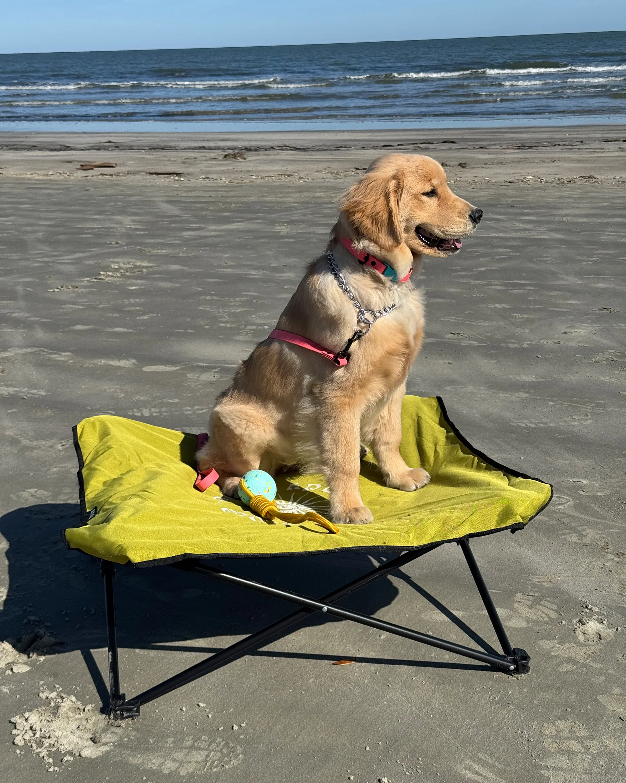 Fold & Go Pet Cot - Lime - Image 3