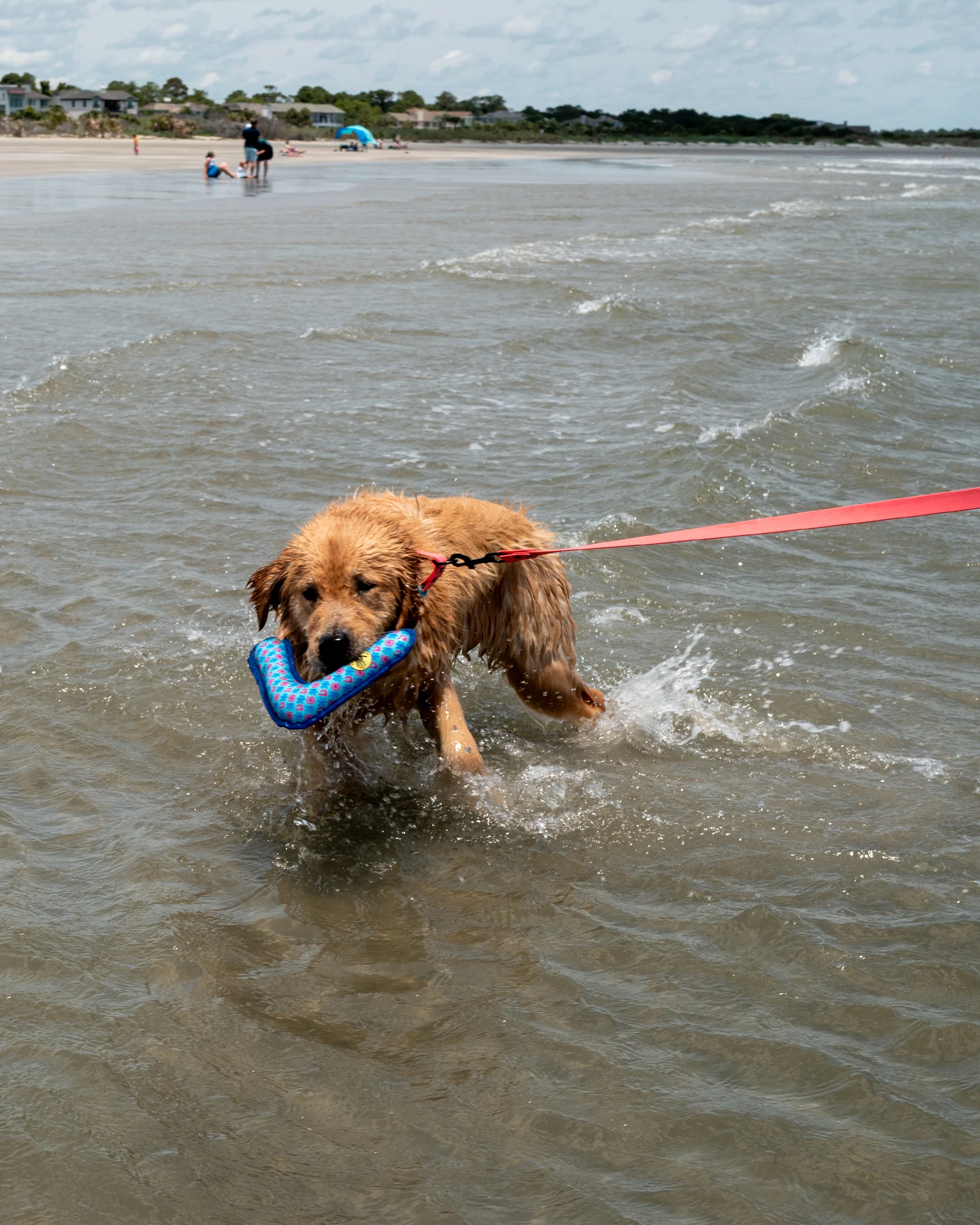 Tough Toss Boomerang - Blue - Image 3